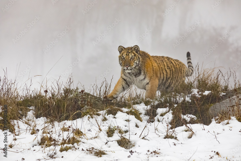 Obraz premium siberian tiger on snow in action, Panthera tigris altaica