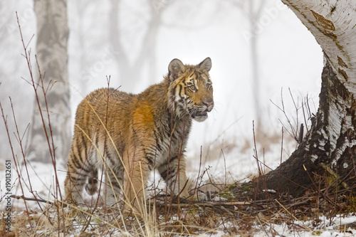 cute young siberian tiger in winter  portrait