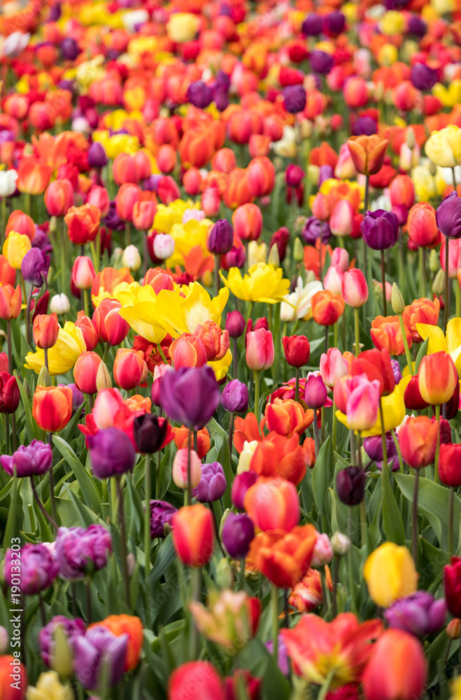 Abstract background . Colorful tulips flowers blooming in a park