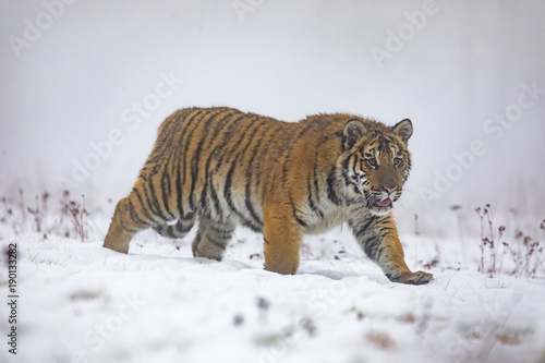 siberian tiger on snow in action, Panthera tigris altaica