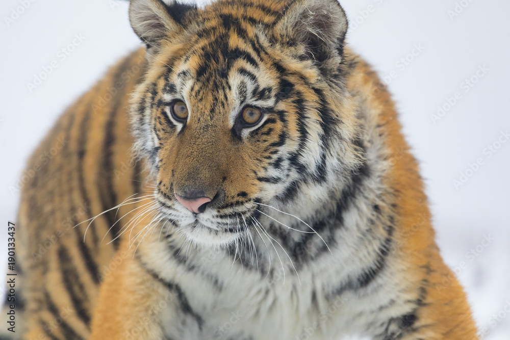 Fototapeta premium siberian tiger on snow portrait