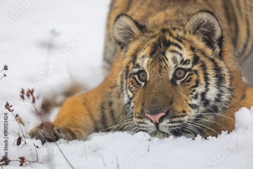 siberian tiger on snow portrait