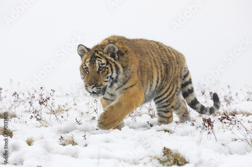 siberian tyger in winter, Panthera tigris altaica