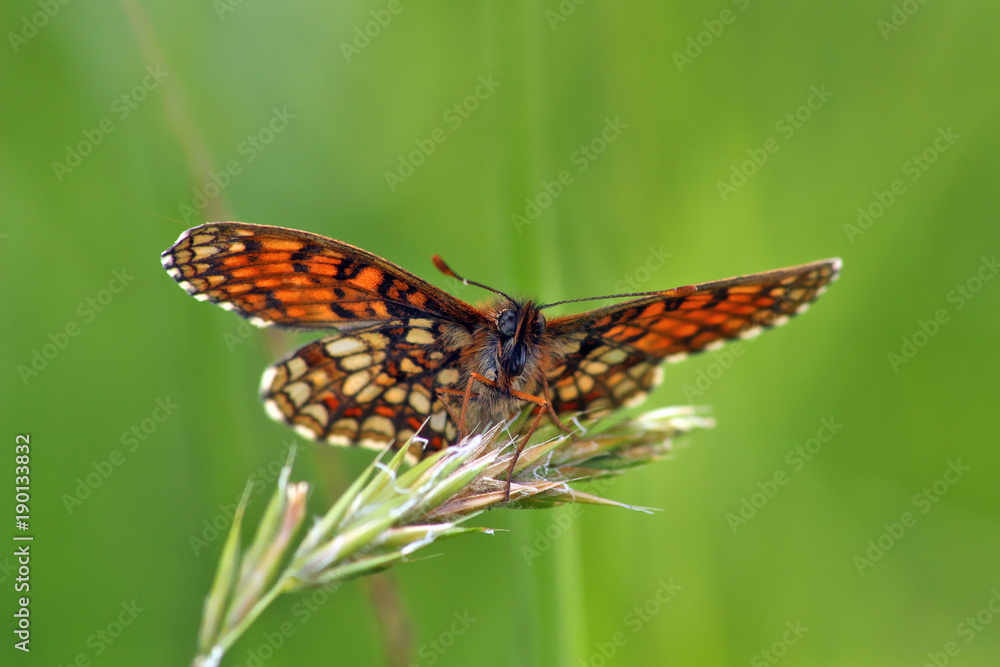 Fototapeta premium Butterfly 