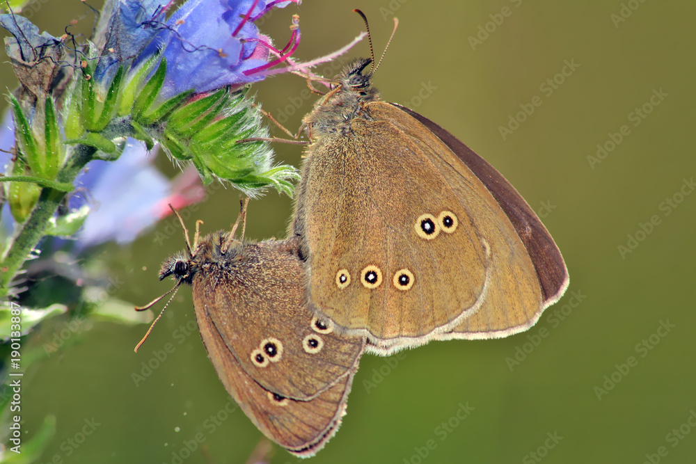 Fototapeta premium Butterfly 