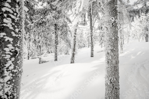 Beautiful landscape view on the snow-covered fir forest © rh2010