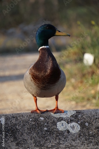 duck