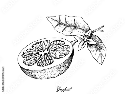 Hand Drawn of Grapefruit Fruit on White Background