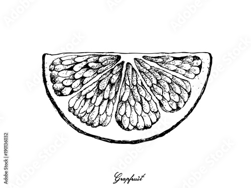 Hand Drawn of Grapefruit Fruit on White Background photo