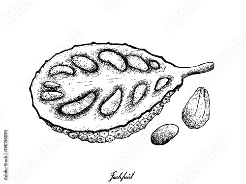 Hand Drawn of Ripe Jackfruit on White Background