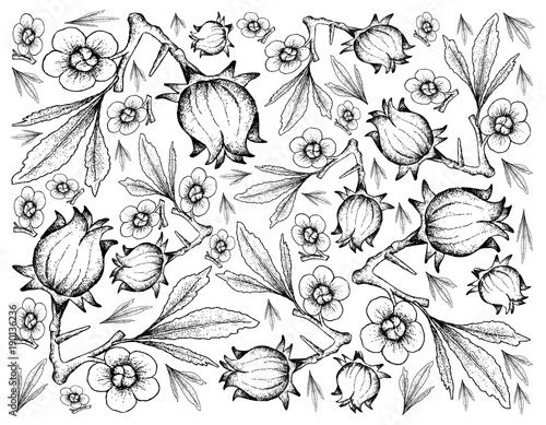 Hand Drawn of Hibiscus Sabdariffa or Roselle Background