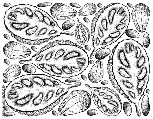 Hand Drawn of Ripe Jackfruit on White Background