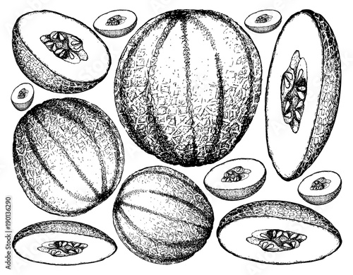 Hand Drawn of Cantaloupe Fruit on White Background