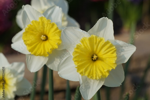 daffodil