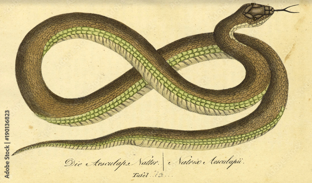 Illustration of a reptile. Illustration of a reptile.