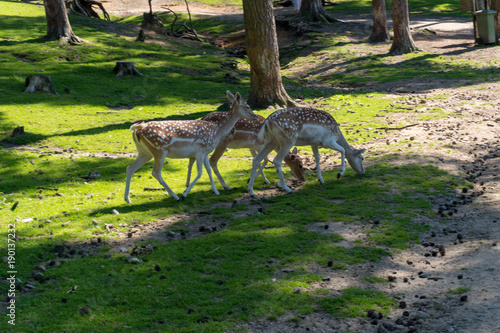 Hirsche im Wald