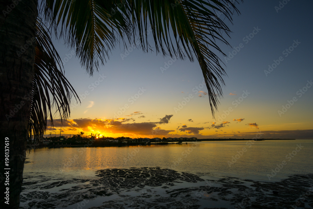 USA, Florida, Orange amazing sunset behind palm tree leaf on florida keys city