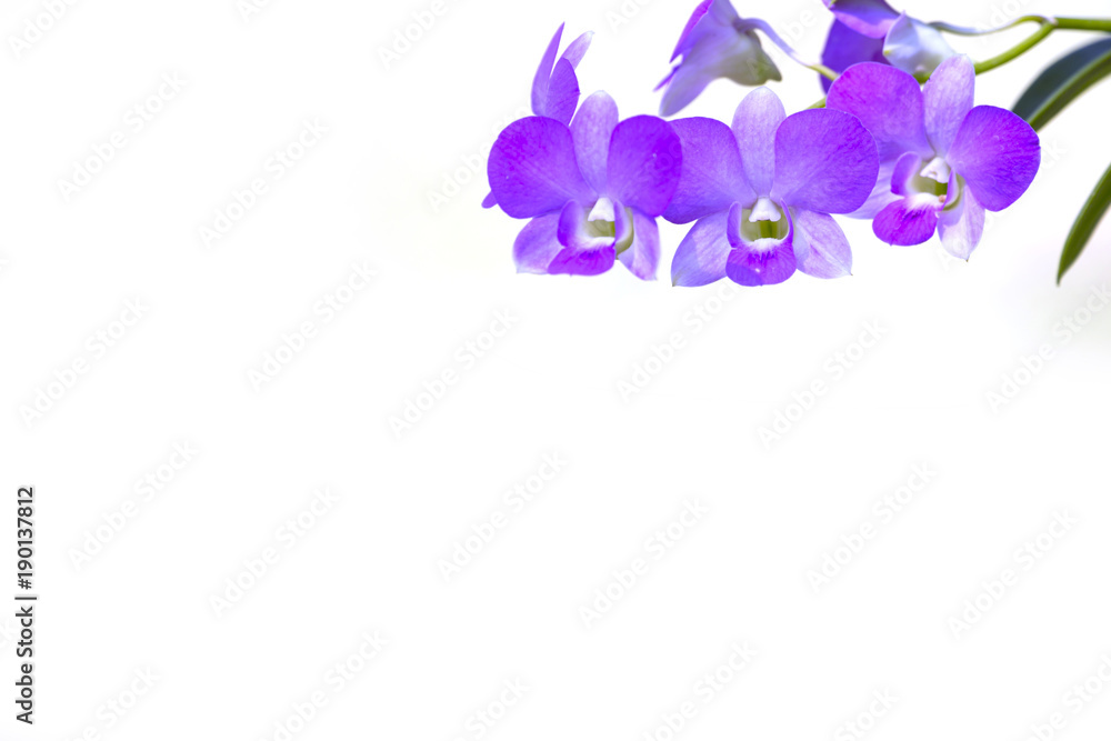 Orchid flower on white background.