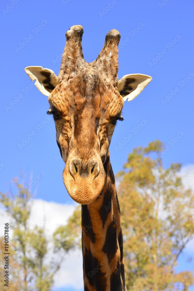Fototapeta premium Cabeza de Girafa Africana mirando fijamente