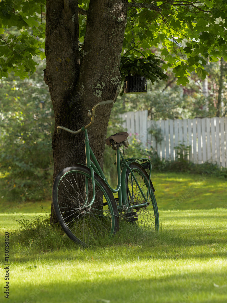 Old vintage bike under maple tree