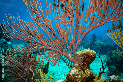 Coral garden