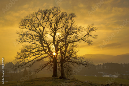 Baum - Allgäu - Sonneuntergang - Naturwunder - Faszination