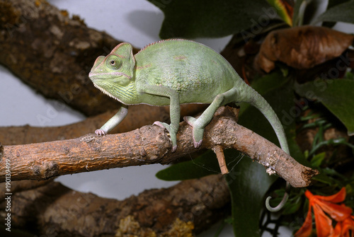 Jemenchamäleon (Chamaeleo calyptratus) - Veiled chameleon