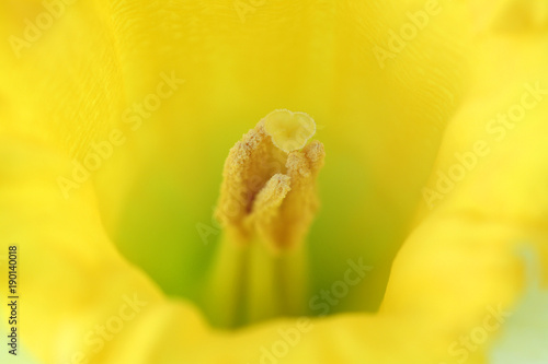 Fototapeta Naklejka Na Ścianę i Meble -  Gelbe Narzisse - Osterblume