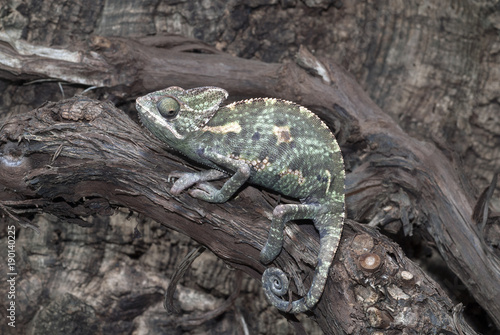 Jemenchamäleon (Chamaeleo calyptratus) - Veiled chameleon