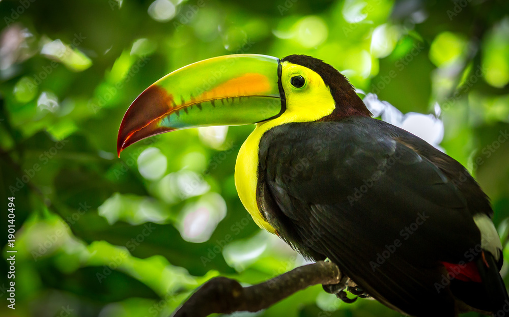 Fototapeta premium Colorful keel-billed toucan bird