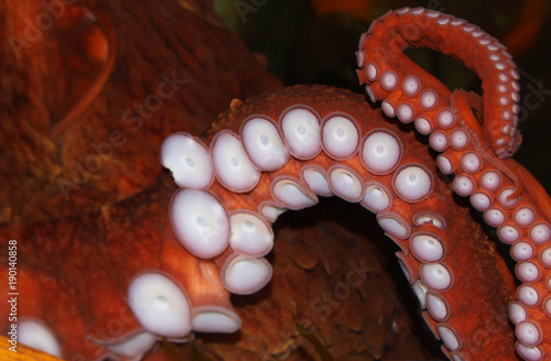 A Giant Pacific Octopus (Enteroctopus dofleini) shows off one of his/hers impressive tentacles
