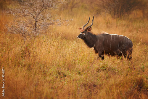 Beautiful adult male of Nyala Tragelaphus angasii with big horns on a dry savanna on pasture. Colorful early morning backlight. South Africa  KwaZulu Natal.