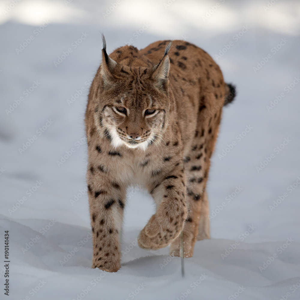Close up front view of Eurasian Lynx Lynx lynx in winter in the movement on snowy ground. Close up front view of Eurasian Lynx Lynx lynx in winter in the movement on snowy ground.
