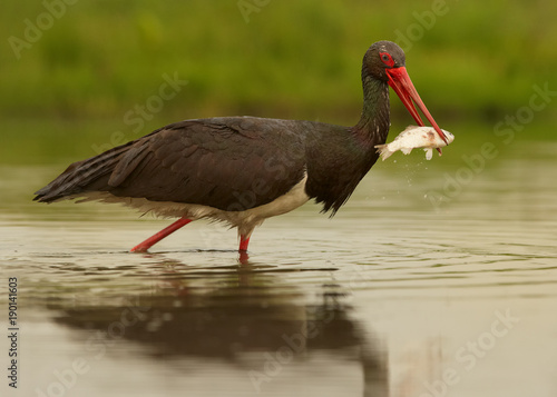 Wildlife photography. Big Black Stork, Ciconia nigra fishing in shallow lagoon reflecting orange sky and green background. Stork with fish in its beak. Hortobágy National Park, Hungary. 