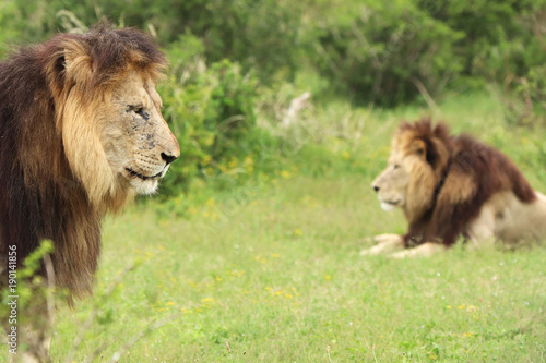 Photos Two stationary lions in the Addo Elephant national Park near Port Elizabeth, South Africa