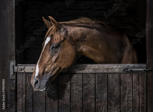 Fototapeta Naklejka Na Ścianę i Meble -  Thoroughbred horse