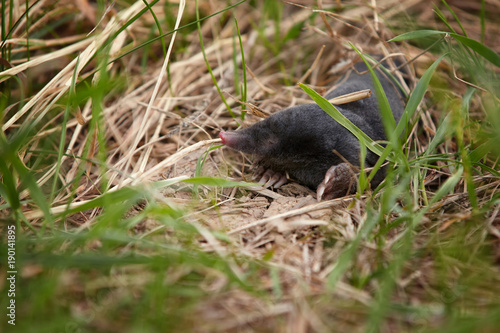 Black Mole, Talpa europaea, on molehill, excavating early spring garden. Isolated, close up mole, low angle photo. Pest in the garden. Mole, digging up in the garden. Get rid of moles.