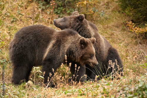 Wallpaper Mural Two Brown bears, Ursus arctos, playing on the rock against spruce background. Wild beast in colorful autumn. Brown Bear in natural environment. Europe.  Torontodigital.ca