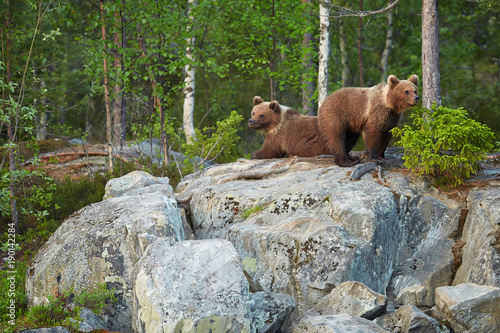 Ursus arctos, two Brown Bear cubs standing on the rock, waiting for return of the mother bear. Bear cubs in arctic taiga forest, lit by early morning colorful light . Finland - Russia border.