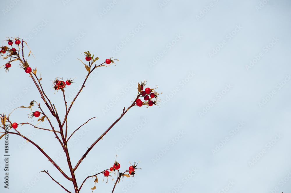 Red rosa canina flowers in winter. Blue clear background with edit space Red rosa canina flowers in winter. Blue clear background with edit space