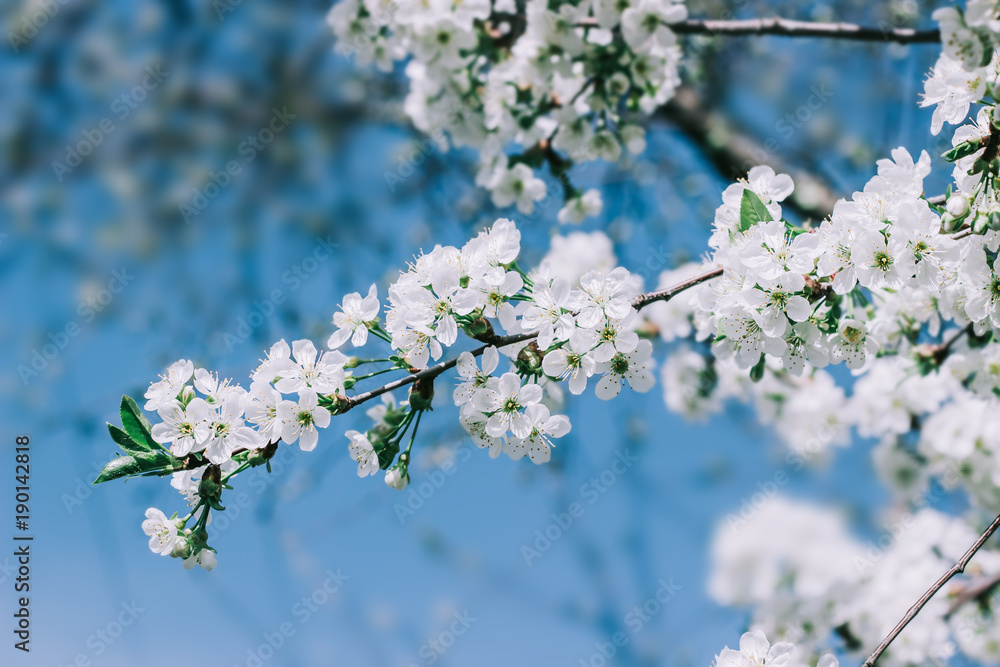 Obraz premium White flowers blossom in spring. Nature background