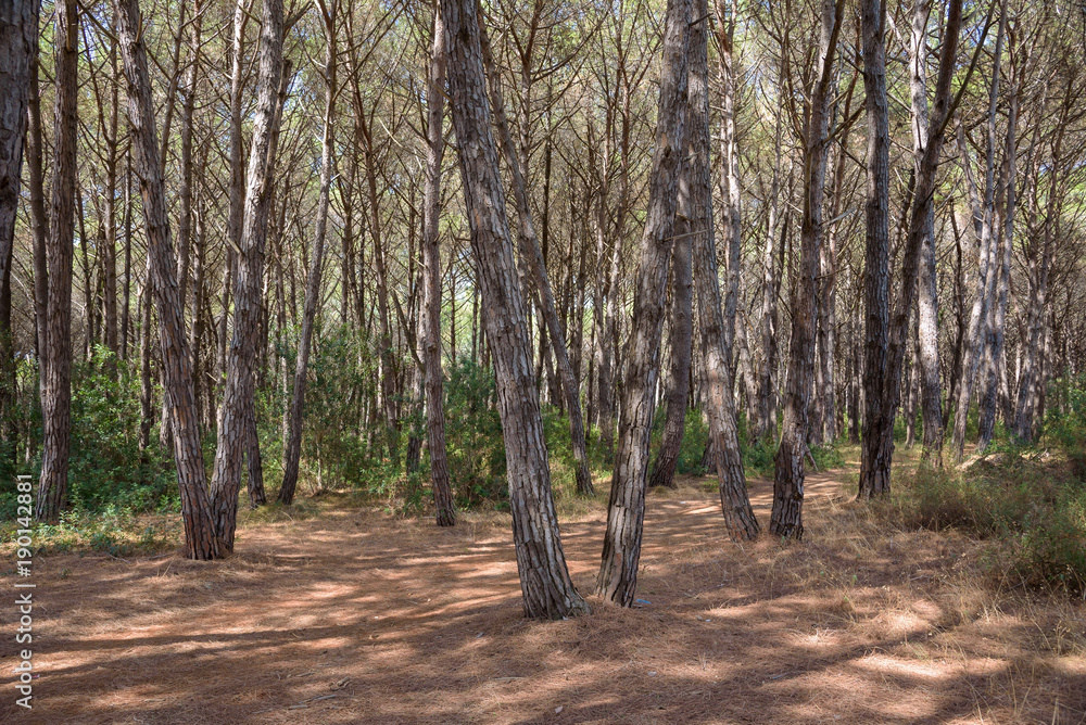 Fototapeta premium Mediterranean pine forest