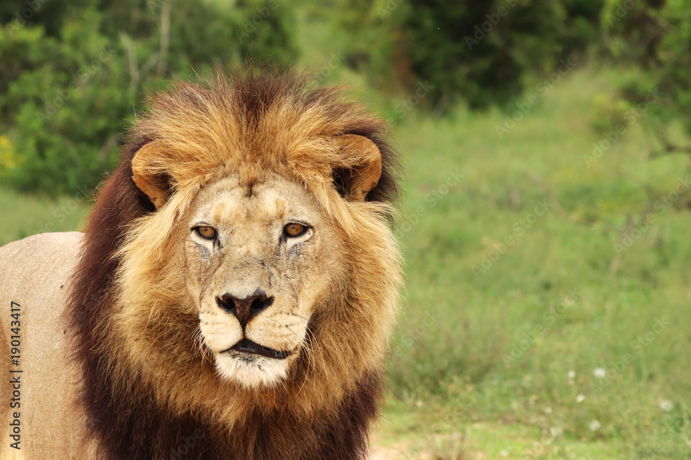 A close up shot of a Lion's head