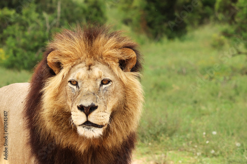 A close up shot of a Lion's head