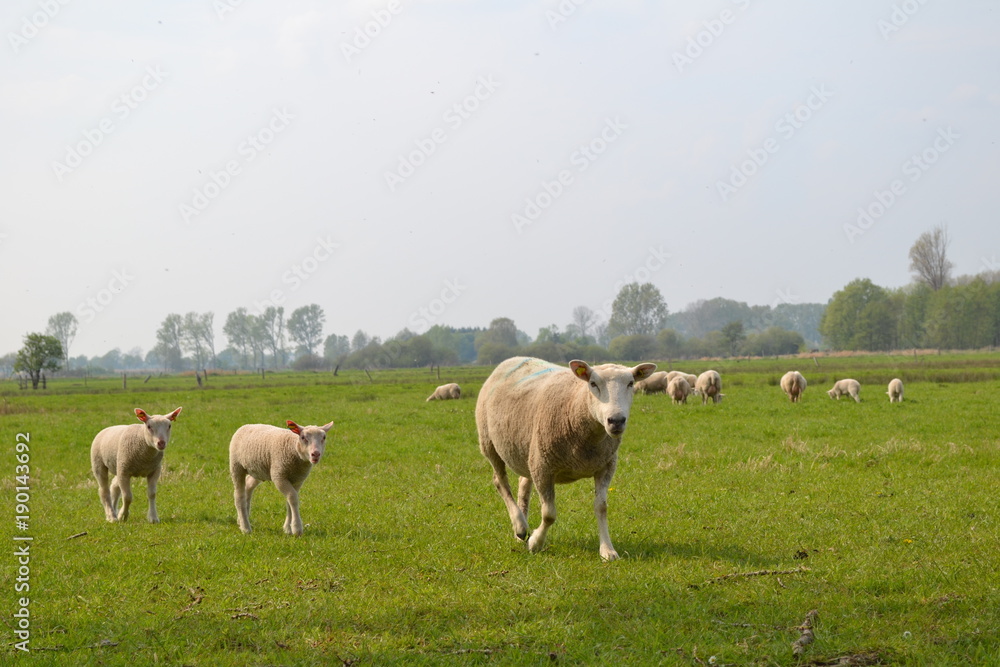 sheep sheep