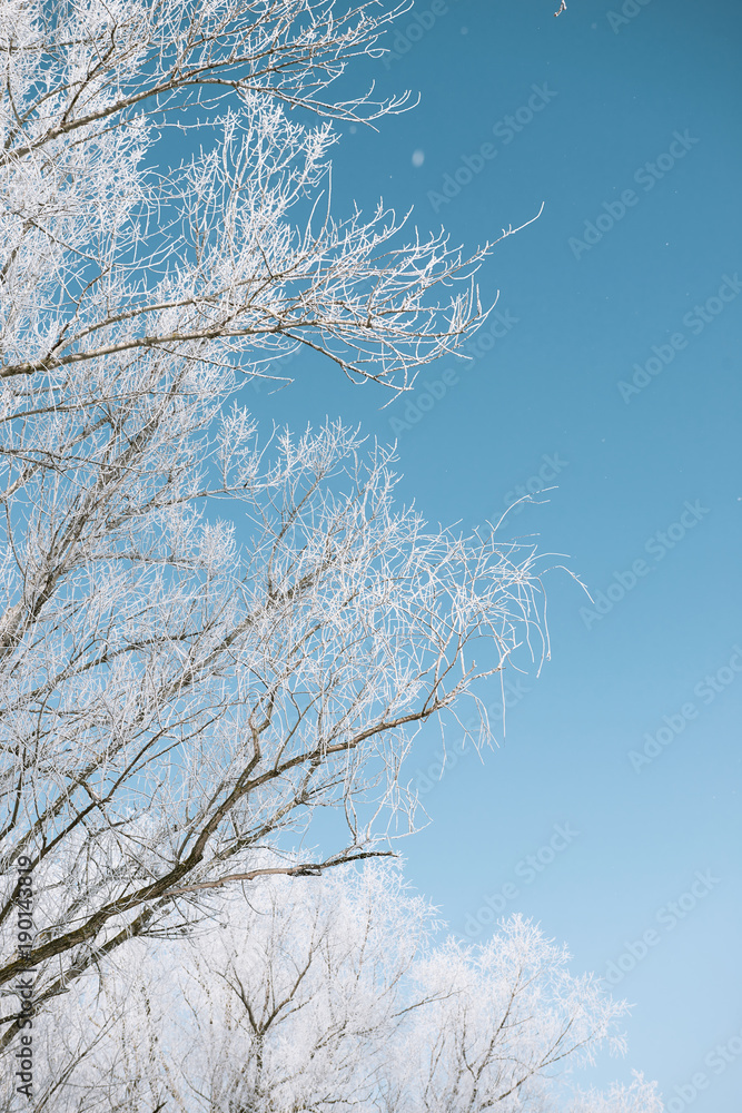 branches with snow on blue sky background, winter forest, beautiful wild landscape branches with snow on blue sky background, winter forest, beautiful wild landscape