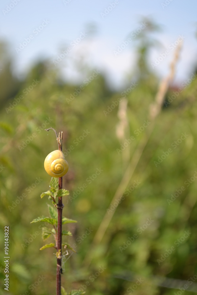 schnecke schnecke