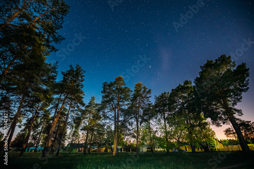 Green Trees Woods In Park Under Night Starry Sky. Night Landscape