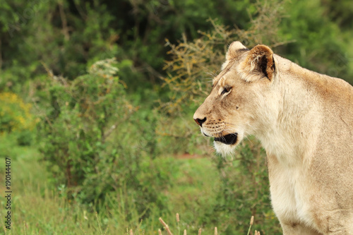 A close up shot of a lioness living in the wild