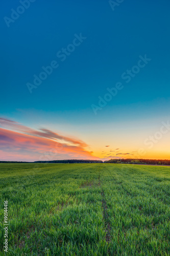 Landscape Of Green Young Wheat In Spring Field Under Scenic Summer